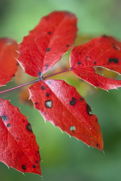 Autumn background of red leaves — Stock Photo, Image