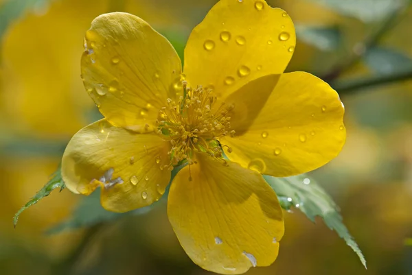 Water drops on a yellow flower — Stock Photo, Image
