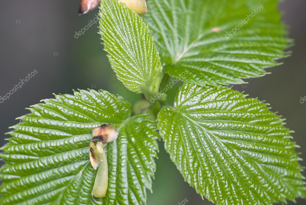 deep green leaves |图库照片08peter vrabel#13806562