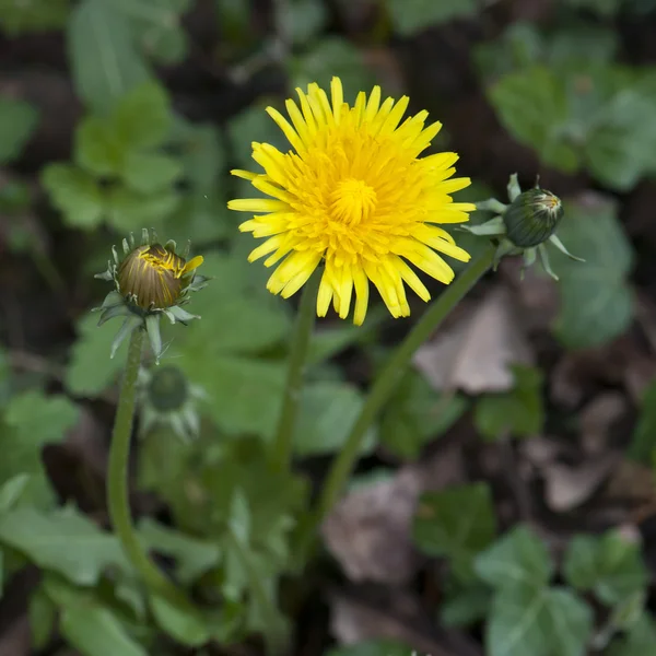 Löwenzahn im grünen Gras — Stockfoto