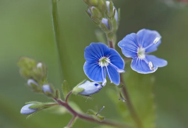 Kleine blaue Blüten — Stockfoto