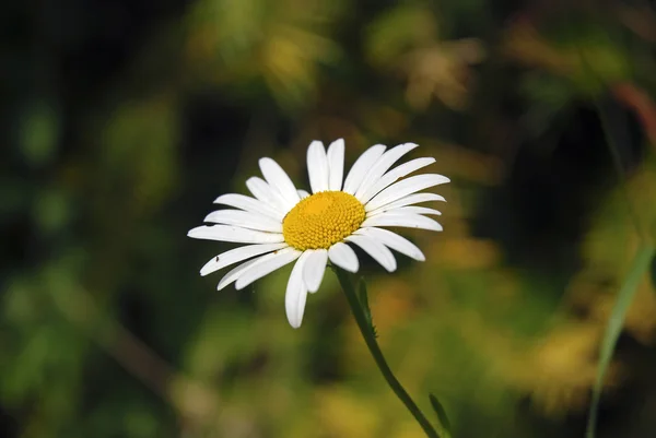 Witte margriet — Stockfoto