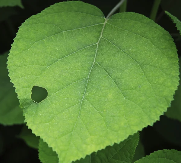 Textura verde folha fresca — Fotografia de Stock