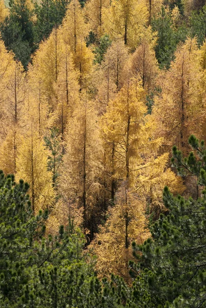Yellow trees in autumn forest — Stock Image Yellow trees in autumn forest Royalty Free Stock Images
