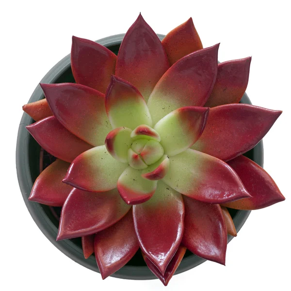 Succulent in a pot Stock Picture