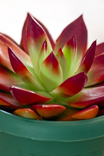 Red succulent in a plastic pot — Stock Photo, Image