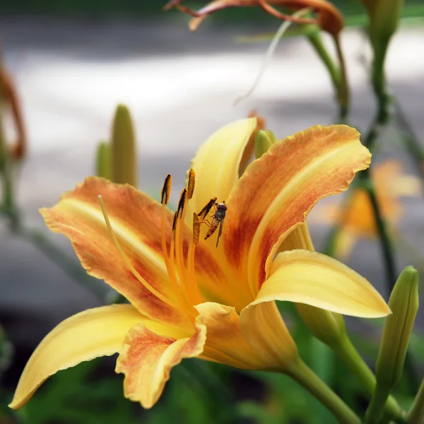 Yellow lily flower — Stock Photo, Image