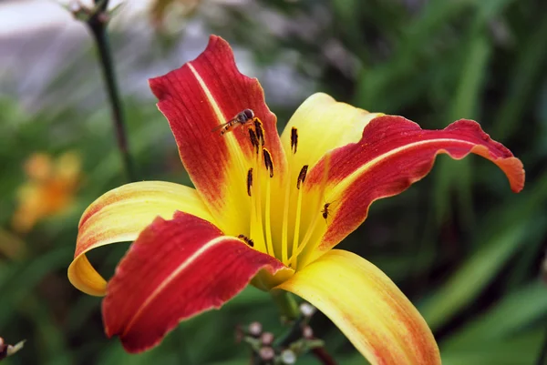 Fleurs de lys dans la forêt — Photo