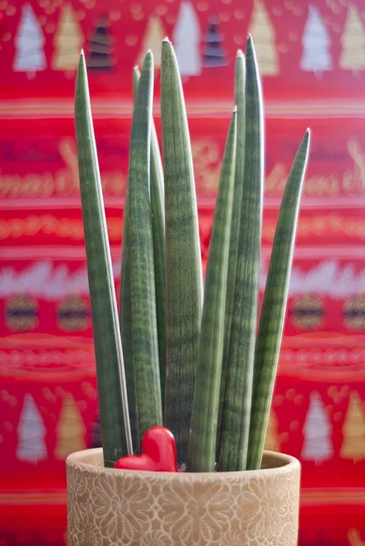 Sansevieria cilíndrica con corazón — Foto de Stock