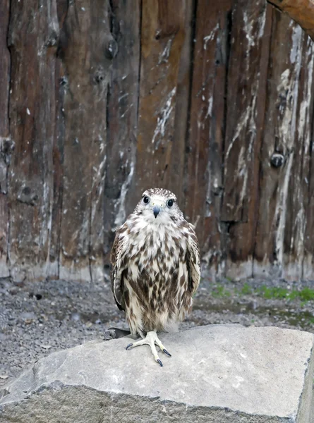 Falcon — Stock Photo, Image