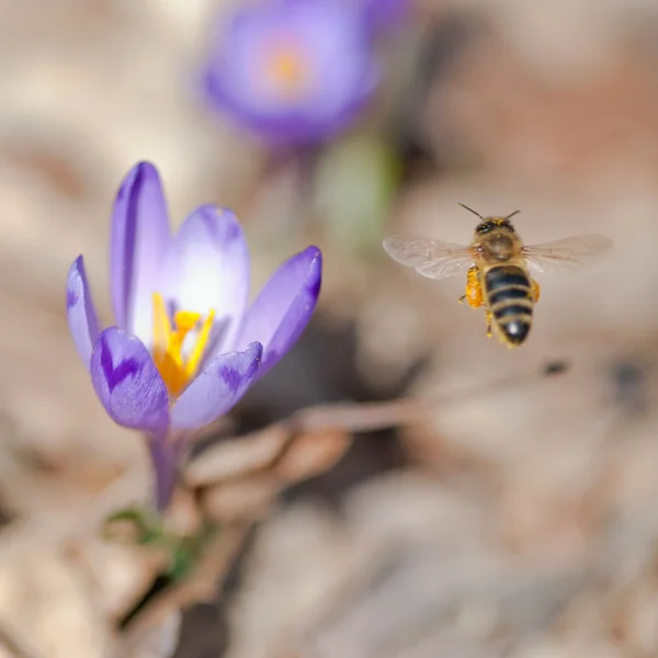 Flying bee and spring flowers — Stock Photo, Image