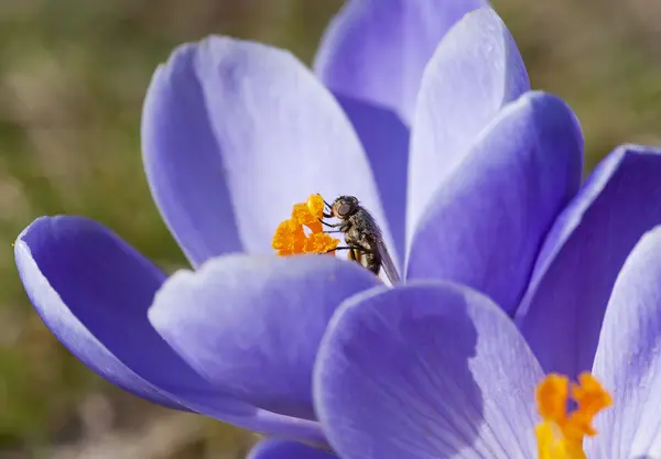 Vårblommor med fluga — Stockfoto