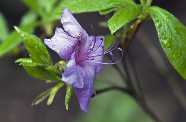 Rododendro violeta — Fotografia de Stock