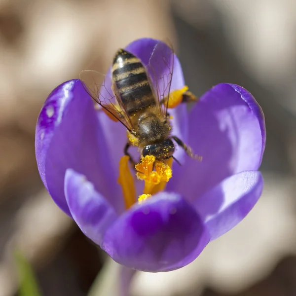 Makro včely opylují šafrán — Stock fotografie