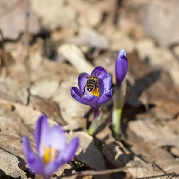 Bee pollinera saffran — Stockfoto