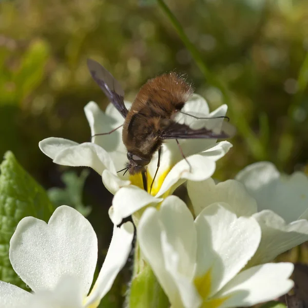 Beetle pollinate flower blossom — Stock Photo, Image