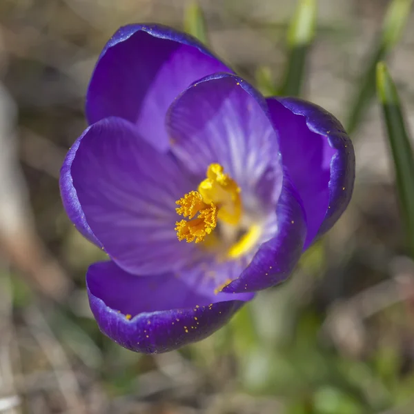 Detail of purple crocus flower — Stock Photo, Image