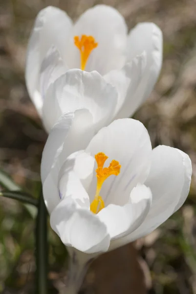 Spring white crocus (Crocus heuffelianus) — Stock Photo, Image
