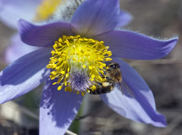 Bee pollinate pulsatilla flower — Stock Photo, Image