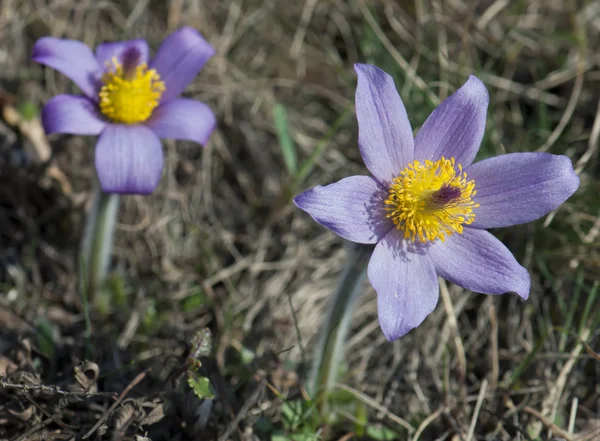 Pulsatilla slavica — Stockfoto