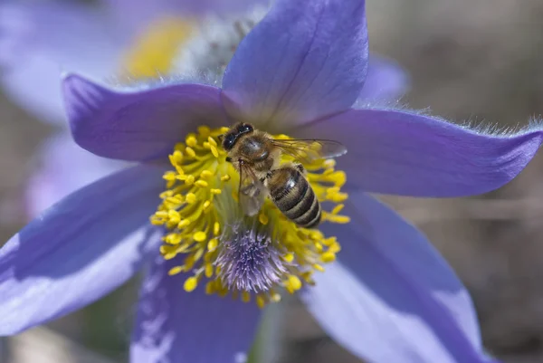 Abelha sobe e polinizar pulsatilla flor — Fotografia de Stock