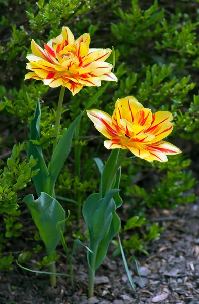 Červené a žluté tulipány na jaře — Stock fotografie