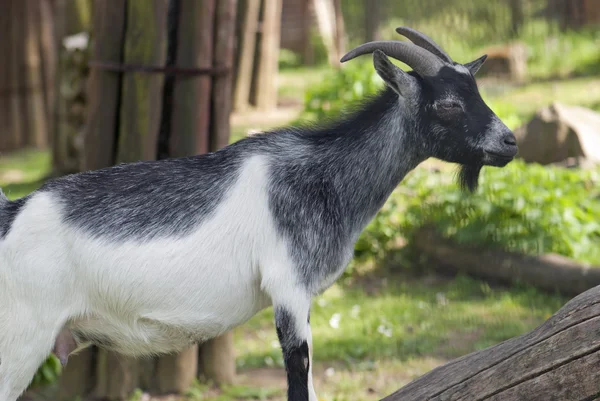 Trpaslík koza (Capra hircus) — Stock fotografie