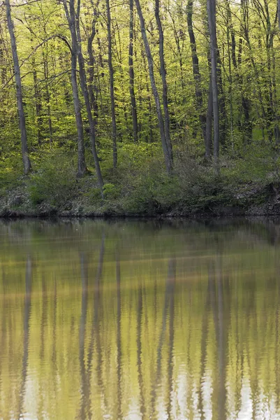 水に映る秋の森 — ストック写真