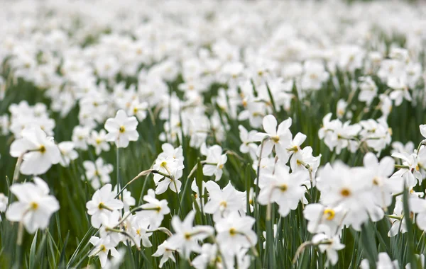 Planting daffodils — Stock Photo, Image