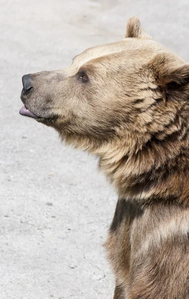 Medvěd hnědý stojí na zadních nohách — Stock fotografie