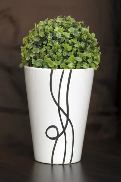 Зелена рослина у вузькому керамічному плантаторі — стокове фото