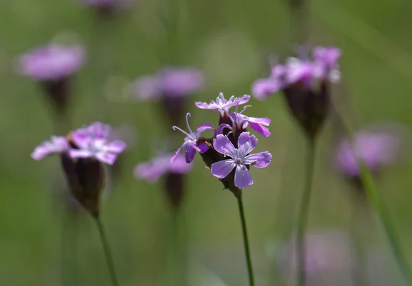 Weide geranium — Stockfoto