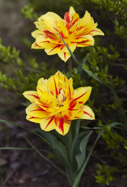 Deux tulipes jaunes avec une touche de rouge . — Photo