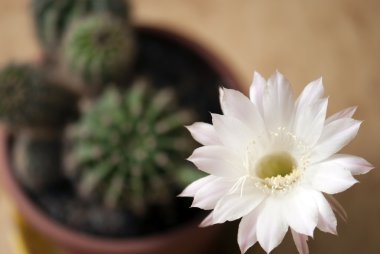Queen gece (selenicereus grandiflorus) bir tencerede