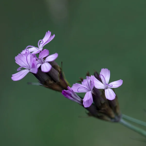 Detail van geranium sylvaticum — Stockfoto