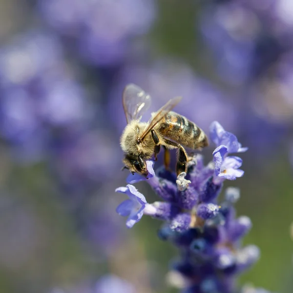 Bee pollinate a flower — Stock Photo, Image