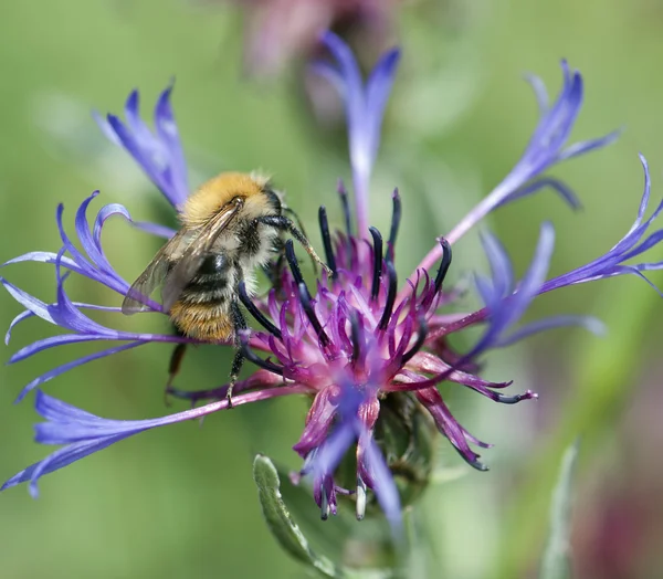 Bee pollinate beautiful cornflower — Stock Photo, Image