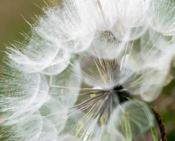 Grote paardebloem bloemen parachutes — Stockfoto