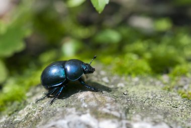 Geotrupes vernalis