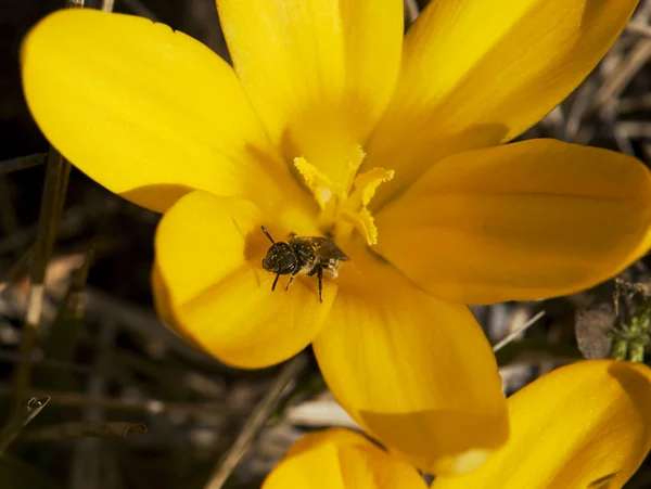 Little bee (Apis mellifera) and yellow flower — Stock Photo, Image