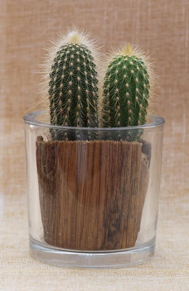 Cactus saguaro bebé en una olla . — Foto de Stock