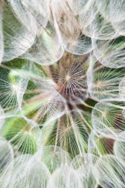 devasa karahindiba çiçek paraşüt