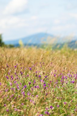 bir çayır çiçekli yonca