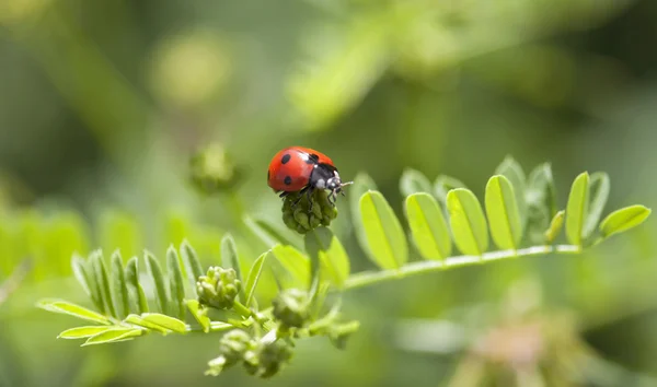 Coccinella sulla pianta verde — Foto Stock