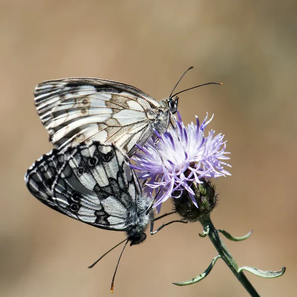 Mating of butterflies — Stock Photo, Image