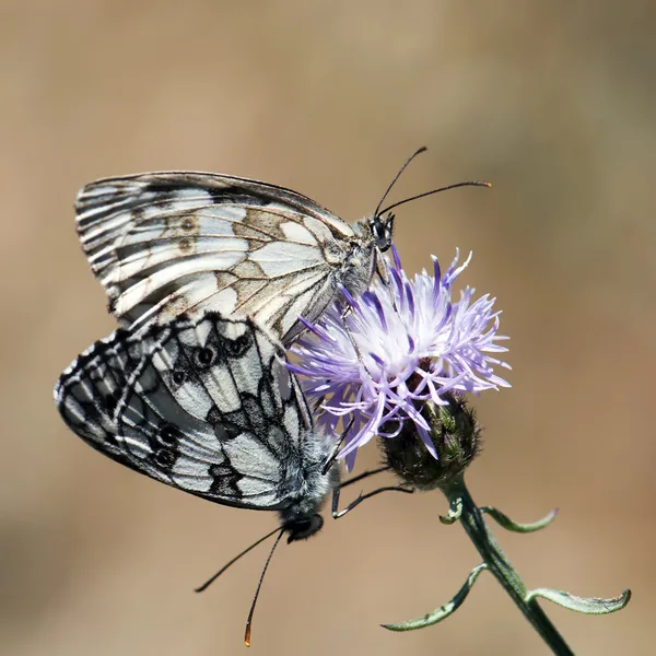 Apareamiento de mariposas —  Fotos de Stock