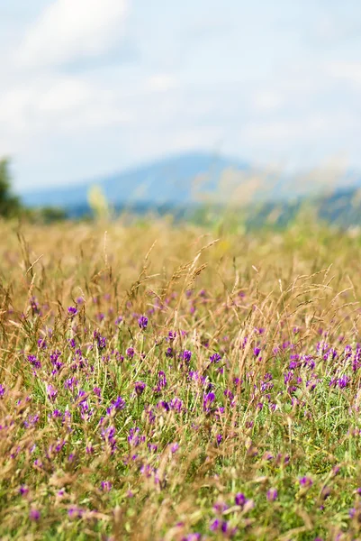 Trébol floreciente en un prado — Foto de Stock