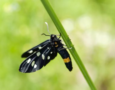 güzel bir siyah kelebek