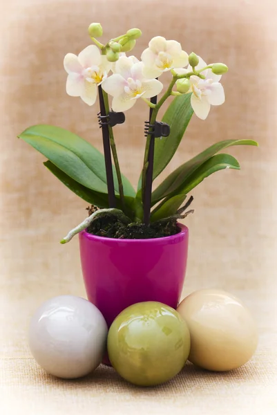 Flor de orquídea e três ovos de Páscoa — Fotografia de Stock
