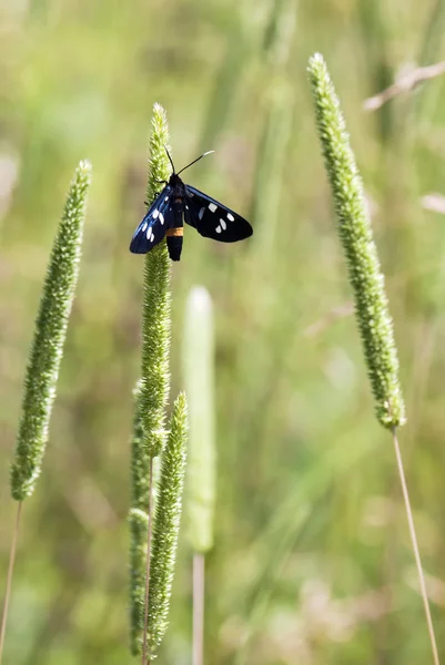 Black butterfly and green grass — Stock Photo, Image